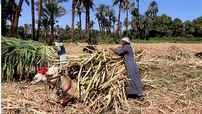 تزامنًا مع الحصاد.. مزارعي القصب بقنا: نطالب بزيادة سعر الطن إلى 1000 جنيهًا (صور)