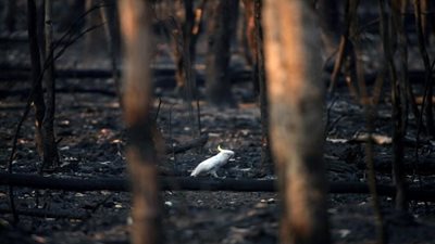 علماء المناخ يحذرون من خطورة استمرار حرائق أستراليا الضخمة 