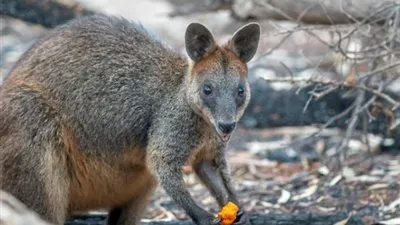 أستراليا.. صناعة السياحة تسعى للحصول على مساعدة عاجلة مع ارتفاع تكلفة حرائق الغابات