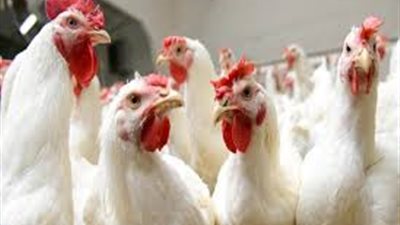 أسعار الدواجن اليوم السبت 18-1-2020 في الأسواق المحلية