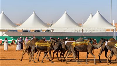 مهرجان الإبل يقرر سحب جوائز ابن دغيثر و ابن حجنة