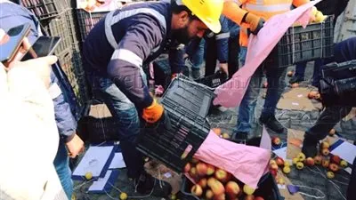  بقيمة 40 مليون جنيه.. ضبط نصف طن حشيش في ميناء بورسعيد