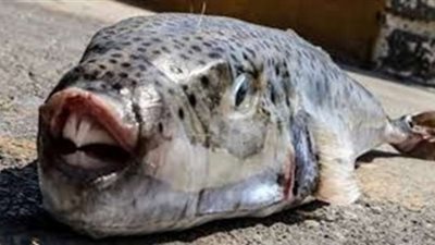 تسمم أسرة من 5 أفراد تناولت وجبة سمكة الأرنب  