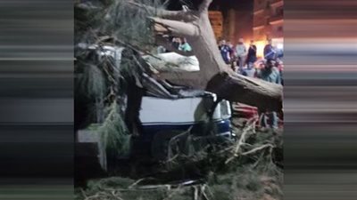 إصابة 9 بالمنوفية جراء سقوط شجرة على 