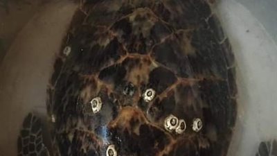 محل أسماك بالسويس يتصدى لذبح سلحفاة ويطلقها إلي بيئها الطبيعية