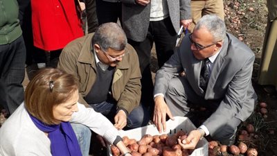 نجاح تجربة جديدة لزراعة البطاطس تضاعف الإنتاجية لـ13 طنًا للفدان ببني سويف (صور)