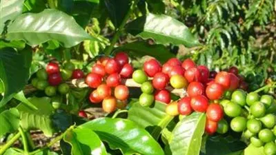 انطلاق 25 فعالية لمهرجان البن في جازان