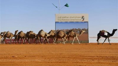 1 ديسمبر من كل عام.. موعدًا ثابتًا لمهرجان الملك عبدالعزيز للإبل
