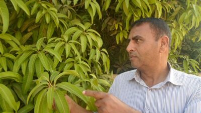 المانجو والفراولة عنوان الإسماعيلية في الأسواق العالمية (صور)