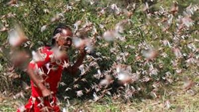 منظمة الأغذية والزراعة: أسراب الجراد تهدد المزيد من البلدان في شرق إفريقيا