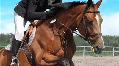 المملكة تنظم البطولة الأغلى عالمياً في سباقات الخيل