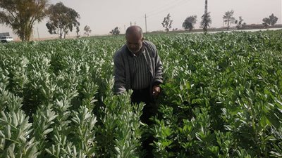 لجان متخصصة لمتابعة المحاصيل الاستراتيجية الشتوية بالإسماعيلية