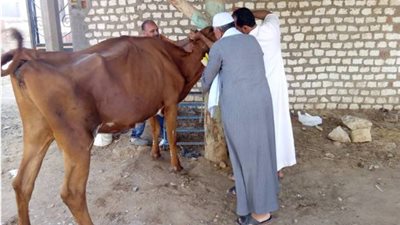 تحصين 17 ألف رأس ماشية ببني سويف (صور)