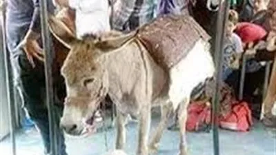 زوجة صاحب واقعة حمار القطار: 