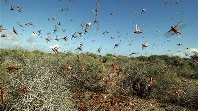خبراء: تغير المناخ هو المسؤول عن هجمات الجراد في الهند