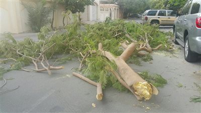 مصرع شخص وإصابة أخرين إثر سقوط شجرة في قنا