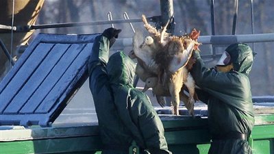 منظمة عالمية: ألمانيا تبلغ عن ظهور فيروس إنفلونزا الطيور سريع الانتقال