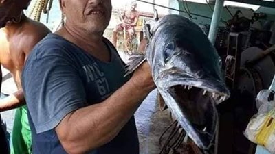 مصادر: دفن جثامين المصريين ضحايا 