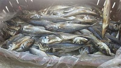 تموين الإسماعيلية يضبط ربع طن أسماك فاسدة 