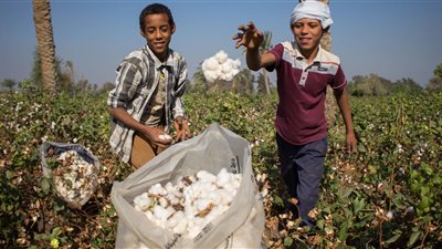 القابضة للعزل والنسيج: القطن المصري تستخدمه شركات قليلة جدًا