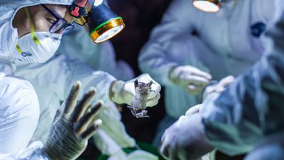 أستاذ فيروسات: إعداد لقاح لـ