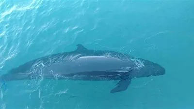 البيئة عن الحوت النافق: قاتل 