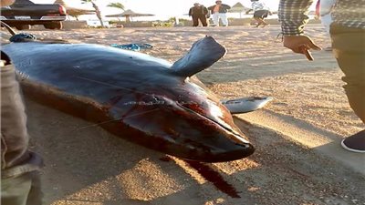 تعرف على قصة الحوت القاتل الكاذب الذي عثر عليه نافقا بالغردقة