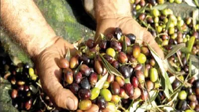 الاقتصاد الزراعي: مصر الأولى عالميا في إنتاج الزيتون