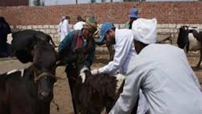 الزراعة: تحصين 1.6 مليون ماشية ضد 5 أمراض وبائية