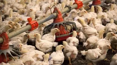 الصين توافق على استيراد الدواجن الحية من الولايات المتحدة