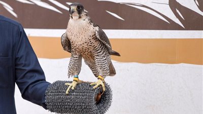 افتتاح مهرجان الصقور في نسخته السادسة بالحدود الشمالية