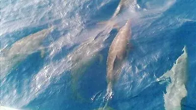 الإنقاذ البحري تكشف دلالات ظهور 