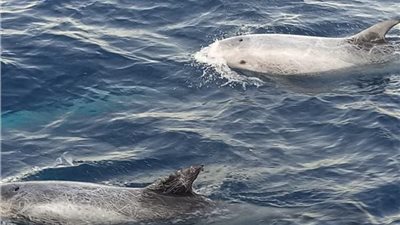 القانون يمنع صيده.. حقيقة ظهور 