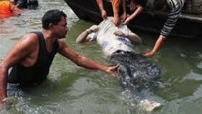 عاجل.. مصرع عامل غرقا في ترعة الإسماعيلية