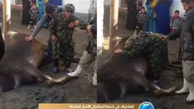 شاهد.. صراخ فلاحة عقب نفوق ماشيتها صعقا بالكهرباء في البحيرة 