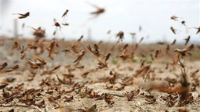 مكافحة الجراد ينتهي بالموسم الشتوي بالساحل الجنوبي الغربي للمملكة