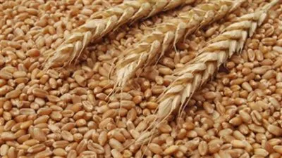 تونس تشتري 75 ألف طن من علف الشعير 