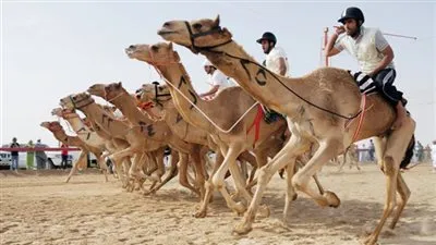 بالأرقام.. تعرف على تفاصيل فعاليات سباق الهجن بشرم الشيخ