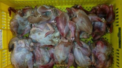 ضبط طني لحوم دجاج فاسد في أسواق الإسكندرية 