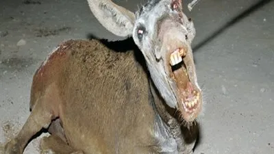 حمار يعقر سيدة بالأقصر بعد إصابته بالسعار لعضه من كلب 