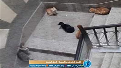 مستشفى حوش عيسى تستقبل 