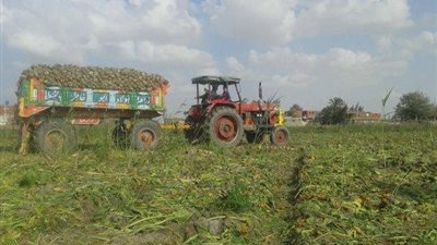 بداية جني محصول بنجر السكر في الإسماعيلية (صور)