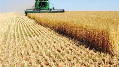  العامة للحبوب السعودية تشتري 715 ألف طن من القمح