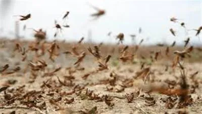 تعرف على أهم المعلومات حول الجراد الصحراوي.. ومحاولات الدول العربية التصدي له