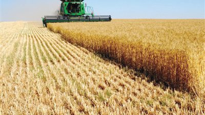 سوريا تطرح مناقصة جديدة لشراء 200 ألف طن من القمح 