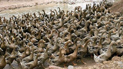 بعد جيش البط الصيني لمواجهة الجراد.. ما هي أغرب جيوش العالم؟