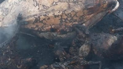 شاهد.. آثار حريق ونفوق مواشي 