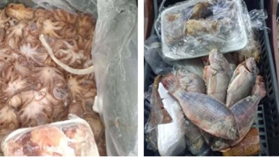 إحباط ترويج 7 أطنان أسماك فاسدة في السويس