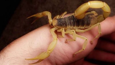 ارتفاع أعداد المصابين بلدغات العقارب في قنا لـ20 حالة