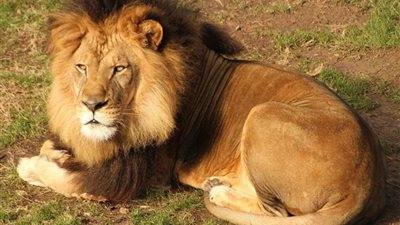 تعرف على حقيقة هروب أسد من سيرك بمصر الجديدة